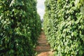 Pepper field at Phu Quoc, Viet Nam, group of pepper plant in green, this farm product is export product from Vietnam to Asia,