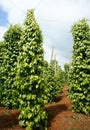 Pepper field, Viet Nam, farm product