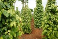 Pepper field, Viet Nam, farm product