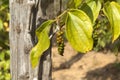 Pepper Garden in Phu Quoc Vietnam