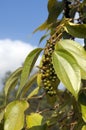 Pepper Garden in Phu Quoc Vietnam