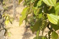 Pepper Garden in Phu Quoc Vietnam