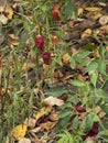 Red pepper in a haulm Royalty Free Stock Photo