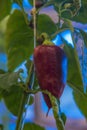 Pepper in a greenhouse on a bush Royalty Free Stock Photo