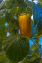 Pepper in a greenhouse on a bush Royalty Free Stock Photo