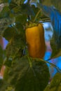 Pepper in a greenhouse on a bush Royalty Free Stock Photo