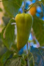 Pepper in a greenhouse on a bush Royalty Free Stock Photo