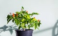 pepper growing in a pot on a light green background. Lush greenery, flowers and fruits Royalty Free Stock Photo