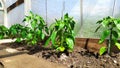 The pepper grows in a greenhouse. The bell pepper shrub is grown under a film. Vegetables in the garden