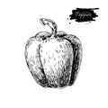 Pepper hand drawn vector illustration. Vegetable engraved style Royalty Free Stock Photo