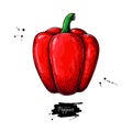 Pepper hand drawn vector illustration. Vegetable object. Isolated bell pepper.