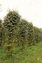 Pepper leaf and root disease from fungi