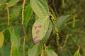 Pepper leaf and root disease from fungi