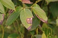 Pepper leaf and root disease from fungi