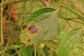 Pepper leaf and root disease from fungi