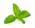 Pepper mint leaves Royalty Free Stock Photo