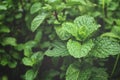 Pepper mint leaves