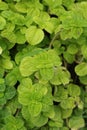 Pepper mint leaves in garden. Royalty Free Stock Photo