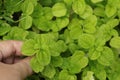 Pepper mint leaves in garden. Royalty Free Stock Photo