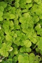 Pepper mint leaves in garden. Royalty Free Stock Photo