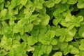 Pepper mint leaves in garden. Royalty Free Stock Photo