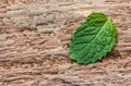 Pepper mint leaves on wood background