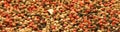 Pepper mix Royalty Free Stock Photo