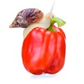 Organic pepper closeup. Isolated red pepper. snail for design crawls on pepper. Closeup for healthy lifestyle design. Royalty Free Stock Photo