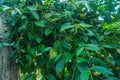 pepper (Piper nigrum) plant