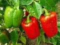 Pepper plant Royalty Free Stock Photo