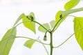 Pepper plant buds with flowers forming.