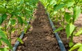 Pepper plant and drip irrigation Royalty Free Stock Photo