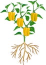 Pepper plant with green leaf and yellow peppers. General view of plant with root system