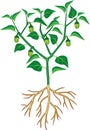 Pepper plant with green leaves, unripe peppers and root system. General view of plant
