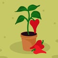 Pepper plant illustration Royalty Free Stock Photo