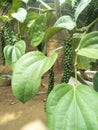 Pepper plant with immature peppercorns