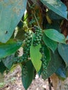 Pepper is a plant that is much favored by farmers Royalty Free Stock Photo