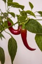 Chili pepper close up photo