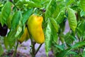 The pepper plant ripens in the garden. Bacterial diseases or pests of vegetable crops