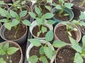 Pepper plantlets in a greenhouse Royalty Free Stock Photo