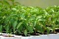 Pepper plants Royalty Free Stock Photo