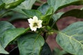 Pepper plants with flowers