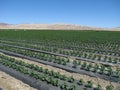 Pepper plants in the desert