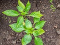 Pepper plants growing in greenhouse after watering covered with water drops. Vegetable seedlings, germinating seedlings. Food Royalty Free Stock Photo