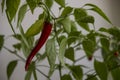 Pepper in the pot. Chili pepper close up photo. Royalty Free Stock Photo