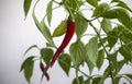 Pepper in the pot. Chili pepper close up photo. Royalty Free Stock Photo
