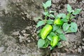 Pepper ripens in the garden. Royalty Free Stock Photo
