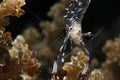 Pepper-and-salt Commensal Shrimp Royalty Free Stock Photo