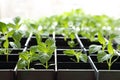 Pepper saplings growing in peat soil in a box against the window