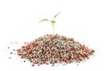 Pepper seedling closeup on the mineral fertilizers. Isolated on Royalty Free Stock Photo